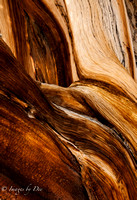 Bristlecone Pine Trunk